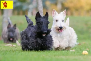 Mehr über den Artikel erfahren Scottish Terrier Züchter und Welpen in Südholland