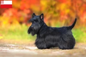 Mehr über den Artikel erfahren Scottish Terrier Züchter und Welpen in Utrecht