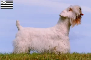 Mehr über den Artikel erfahren Sealyham Terrier Züchter und Welpen in der Bretagne