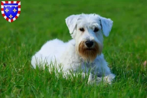 Mehr über den Artikel erfahren Sealyham Terrier Züchter und Welpen in Centre-Val de Loire