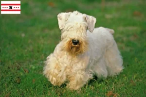 Mehr über den Artikel erfahren Sealyham Terrier Züchter und Welpen in Drenthe