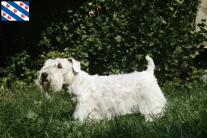 Mehr über den Artikel erfahren Sealyham Terrier Züchter und Welpen in Friesland