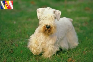 Mehr über den Artikel erfahren Sealyham Terrier Züchter und Welpen in Grand Est