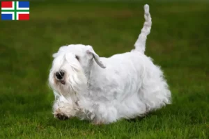 Mehr über den Artikel erfahren Sealyham Terrier Züchter und Welpen in Groningen