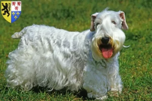 Mehr über den Artikel erfahren Sealyham Terrier Züchter und Welpen in Hauts-de-France