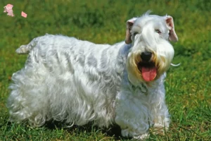 Mehr über den Artikel erfahren Sealyham Terrier Züchter und Welpen in Hovedstaden