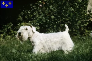 Mehr über den Artikel erfahren Sealyham Terrier Züchter und Welpen in Île-de-France