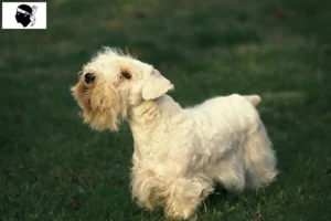 Mehr über den Artikel erfahren Sealyham Terrier Züchter und Welpen auf Korsika