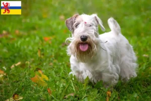 Mehr über den Artikel erfahren Sealyham Terrier Züchter und Welpen in Limburg