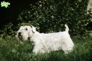 Mehr über den Artikel erfahren Sealyham Terrier Züchter und Welpen in Midtjylland