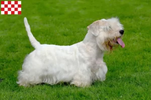 Mehr über den Artikel erfahren Sealyham Terrier Züchter und Welpen in Nordbrabant