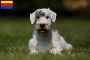 Mehr über den Artikel erfahren Sealyham Terrier Züchter und Welpen in Nordholland