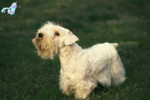 Mehr über den Artikel erfahren Sealyham Terrier Züchter und Welpen in Nordjylland