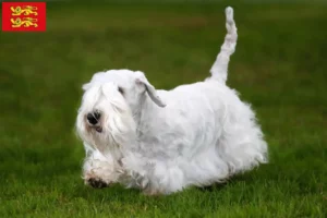 Mehr über den Artikel erfahren Sealyham Terrier Züchter und Welpen in der Normandie