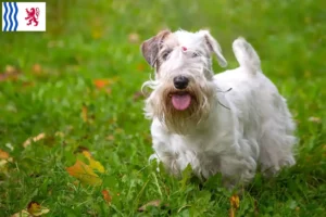 Mehr über den Artikel erfahren Sealyham Terrier Züchter und Welpen in Nouvelle-Aquitaine