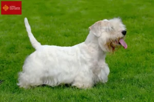 Mehr über den Artikel erfahren Sealyham Terrier Züchter und Welpen in Okzitanien