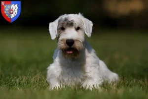 Mehr über den Artikel erfahren Sealyham Terrier Züchter und Welpen in Pays de la Loire