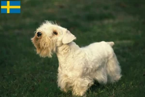 Mehr über den Artikel erfahren Sealyham Terrier Züchter und Welpen in Schweden