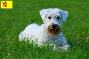 Mehr über den Artikel erfahren Sealyham Terrier Züchter und Welpen in Südholland