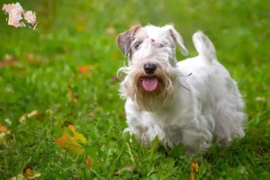 Mehr über den Artikel erfahren Sealyham Terrier Züchter und Welpen in Syddanmark