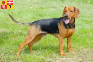 Mehr über den Artikel erfahren Serbischer Laufhund Züchter und Welpen in Auvergne-Rhône-Alpes