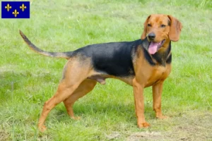 Mehr über den Artikel erfahren Serbischer Laufhund Züchter und Welpen in Île-de-France