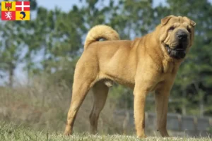 Mehr über den Artikel erfahren Shar Pei Züchter und Welpen in Auvergne-Rhône-Alpes