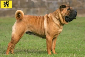 Mehr über den Artikel erfahren Shar Pei Züchter und Welpen in Flandern