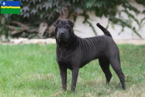 Mehr über den Artikel erfahren Shar Pei Züchter und Welpen in Flevoland