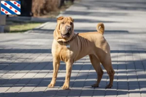 Mehr über den Artikel erfahren Shar Pei Züchter und Welpen in Friesland