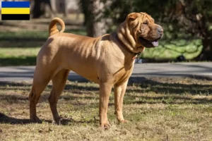 Mehr über den Artikel erfahren Shar Pei Züchter und Welpen in Gelderland