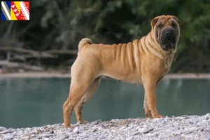 Mehr über den Artikel erfahren Shar Pei Züchter und Welpen in Grand Est