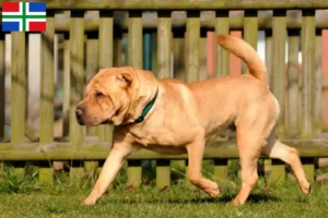 Mehr über den Artikel erfahren Shar Pei Züchter und Welpen in Groningen