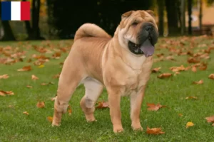 Mehr über den Artikel erfahren Shar Pei Züchter und Welpen in Guadeloupe