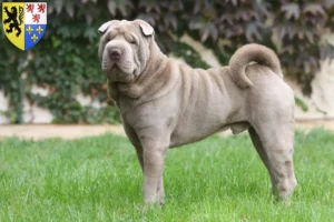 Mehr über den Artikel erfahren Shar Pei Züchter und Welpen in Hauts-de-France