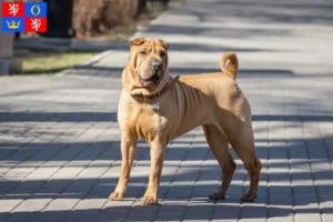 Mehr über den Artikel erfahren Shar Pei Züchter und Welpen in Hradec Králové