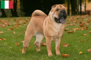 Mehr über den Artikel erfahren Shar Pei Züchter und Welpen in Italien