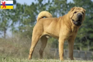 Mehr über den Artikel erfahren Shar Pei Züchter und Welpen in Limburg