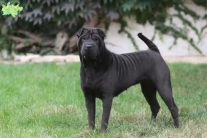 Mehr über den Artikel erfahren Shar Pei Züchter und Welpen in Midtjylland