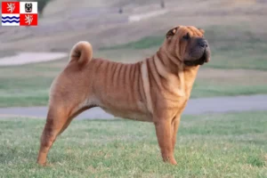 Mehr über den Artikel erfahren Shar Pei Züchter und Welpen in Mittelböhmen