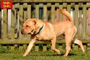 Mehr über den Artikel erfahren Shar Pei Züchter und Welpen in der Normandie