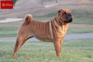 Mehr über den Artikel erfahren Shar Pei Züchter und Welpen in Okzitanien