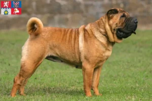 Mehr über den Artikel erfahren Shar Pei Züchter und Welpen in Pardubice