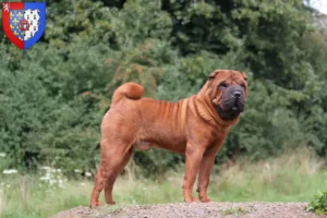 Mehr über den Artikel erfahren Shar Pei Züchter und Welpen in Pays de la Loire