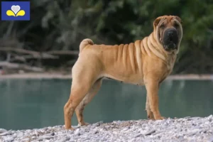 Mehr über den Artikel erfahren Shar Pei Züchter und Welpen in Region Brüssel-Hauptstadt