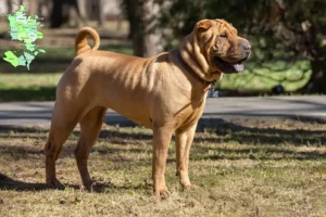 Mehr über den Artikel erfahren Shar Pei Züchter und Welpen in Sjælland