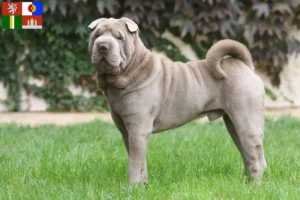 Mehr über den Artikel erfahren Shar Pei Züchter und Welpen in Südböhmen