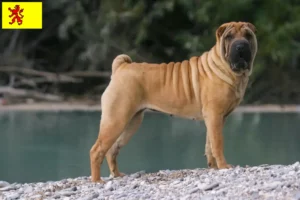 Mehr über den Artikel erfahren Shar Pei Züchter und Welpen in Südholland