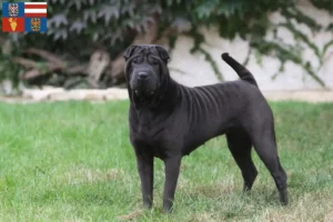 Mehr über den Artikel erfahren Shar Pei Züchter und Welpen in Südmähren