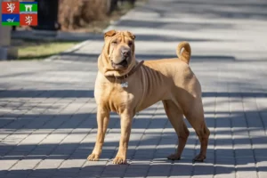 Mehr über den Artikel erfahren Shar Pei Züchter und Welpen in Ústí